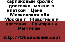 карликовый кролик.  доставка. можно с клеткой › Цена ­ 500 - Московская обл., Москва г. Животные и растения » Грызуны и Рептилии   